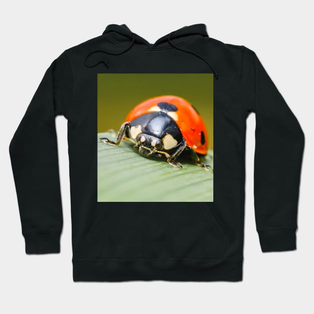 Ladybug Macro Photograph Hoodie by love-fi